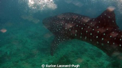 Snorkelling with a whale shark, still from HDR-HC3 video.... by Eurion Leonard-Pugh 